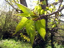 تبریزی سیاه